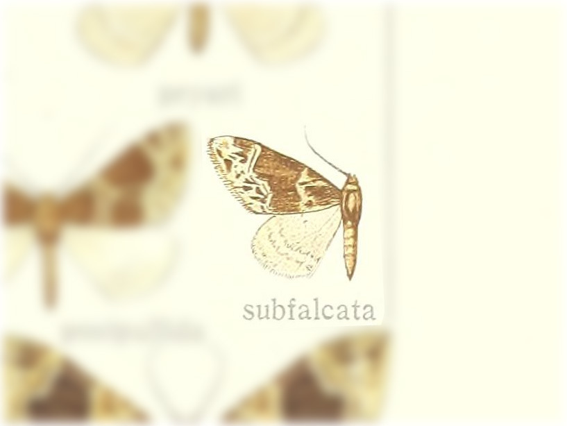 Ecliptopera subfalcata