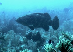 Epinephelus itajara