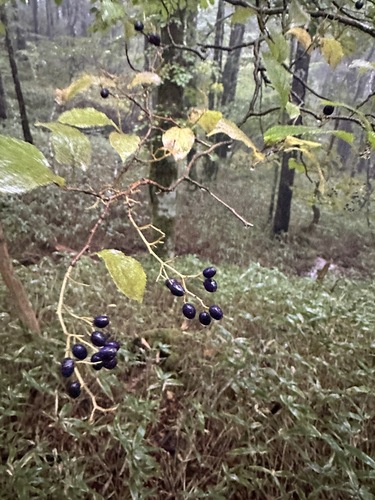 Symplocos coreana, photograph 2