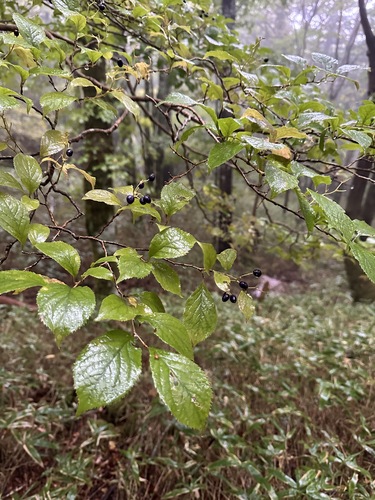 Symplocos coreana, photograph 1