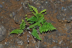 Myriopteris microphylla