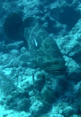 Epinephelus itajara