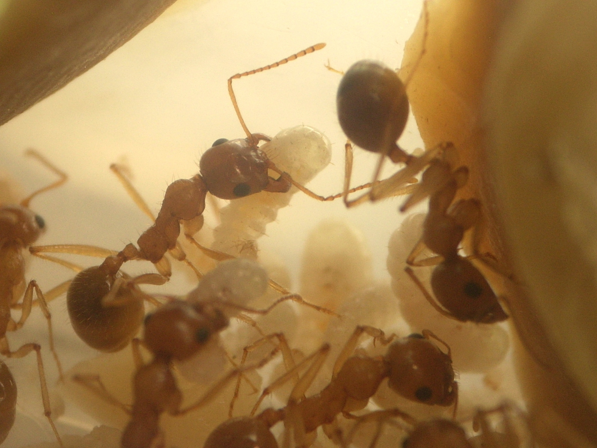 Messor lamellicornis