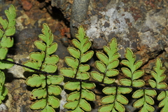 Myriopteris microphylla