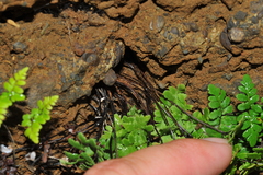 Myriopteris microphylla