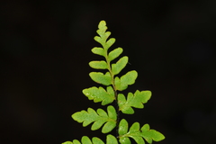 Myriopteris microphylla