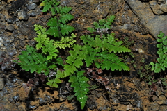 Myriopteris microphylla