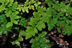 Myriopteris microphylla
