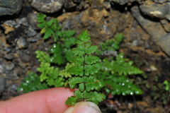 Myriopteris microphylla