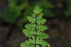 Myriopteris microphylla