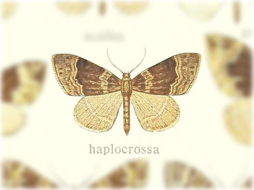 Ecliptopera haplocrossa