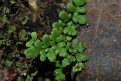 Myriopteris microphylla