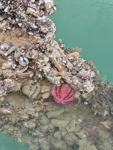 Common Sea Urchin