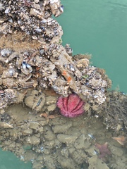 Common Sea Urchin