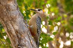 Melanerpes superciliaris