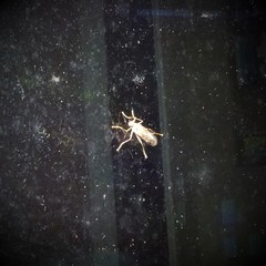 Boreothrinax maculipennis