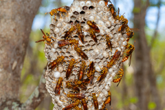 Polistes cubensis