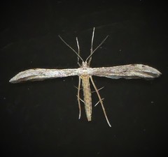 Hellinsia inquinatus