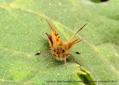 Ancyloxypha melanoneura