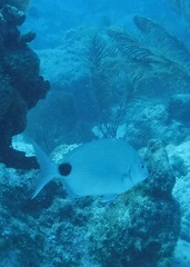 Diplodus holbrookii
