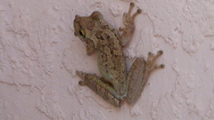 Osteopilus septentrionalis