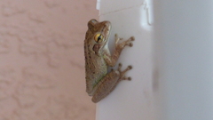 Osteopilus septentrionalis