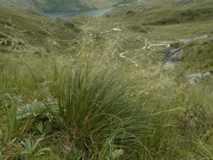 Chionochloa rigida amara