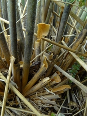 Chionochloa rigida amara