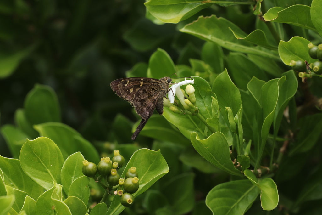 Thorybes dorantes dorantes from Escuinapa, MX-SI, MX on October 12 ...