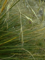 Chionochloa rigida amara