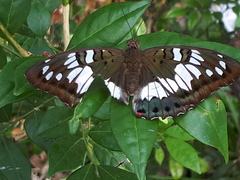 Euthalia adonia pinwilli