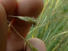 Chionochloa rigida amara