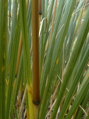 Chionochloa rigida amara