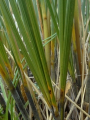Chionochloa rigida amara