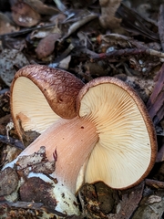 Rhodocollybia badiialba