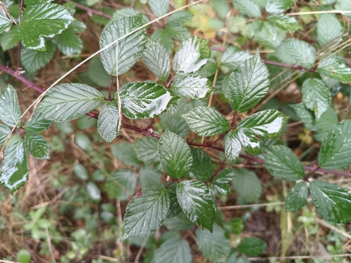 Image of Rubus bifrons by (c) Vladimír Fuka, some rights reserved (CC BY)