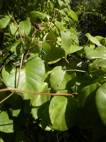 Image of Anredera Baselloides (Anredera baselloides) by (c) Alison Copeland, some rights reserved (CC BY)