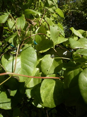 Anredera baselloides, photograph (c) Alison Copeland, some rights reserved (CC BY)