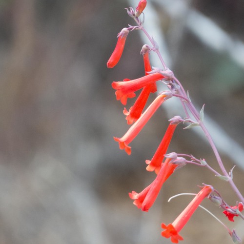 hackberry beardtongue (Penstemon subulatus)