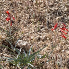Penstemon subulatus