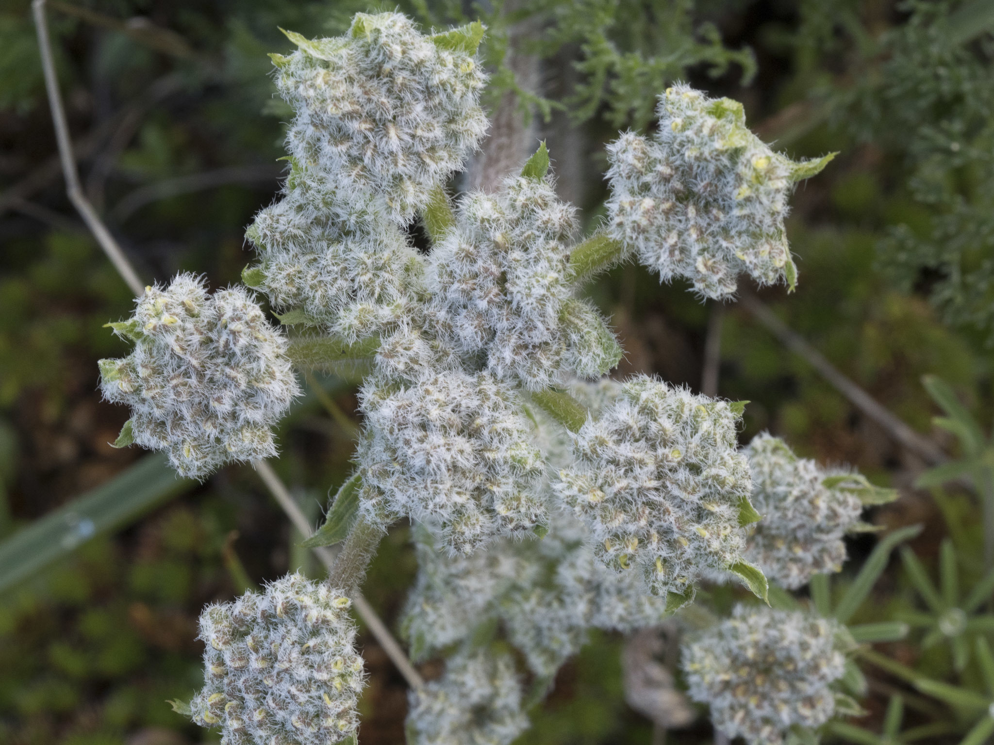 Lomatium dasycarpum ssp. tomentosum
