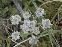 Lomatium dasycarpum tomentosum