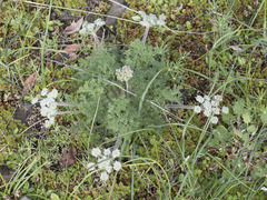Lomatium dasycarpum tomentosum