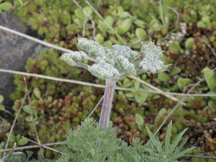 Lomatium dasycarpum tomentosum