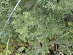 Lomatium dasycarpum tomentosum