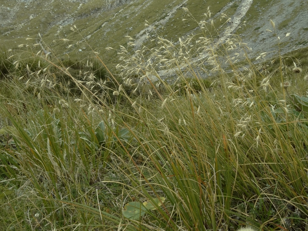 Chionochloa pallens ssp. cadens