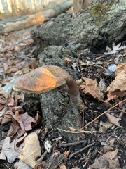 Ganoderma curtisii