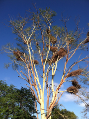 Bubalornis niger niger