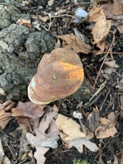 Ganoderma curtisii