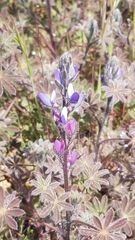 Lupinus concinnus